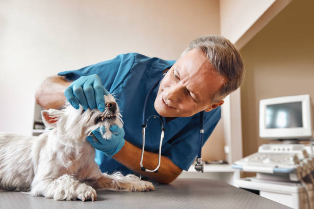 Best Emergency Root Canal Treatment in Shanor Northvue, PA